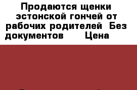 Продаются щенки эстонской гончей от рабочих родителей. Без документов.   › Цена ­ 3 000 - Воронежская обл., Верхнемамонский р-н, Русская Журавка с. Животные и растения » Собаки   . Воронежская обл.